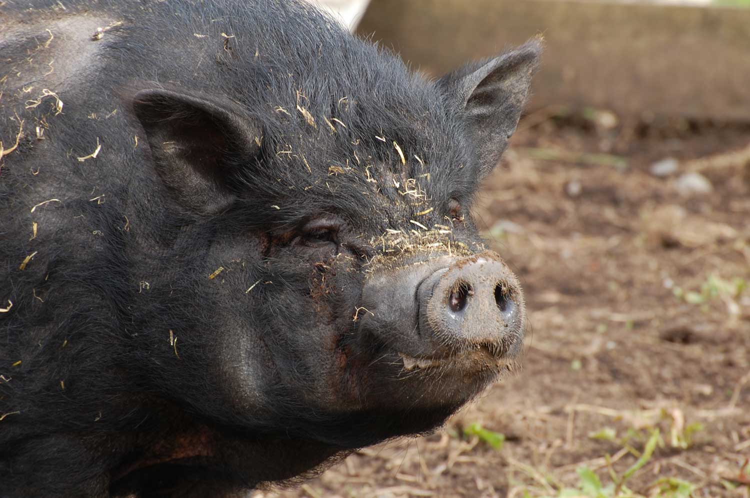 Podge the Pot-bellied pig