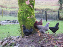 Chickens and Dogs are friends on the farm.