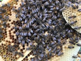 Bee and Bee in Ardvarney Country Lodge